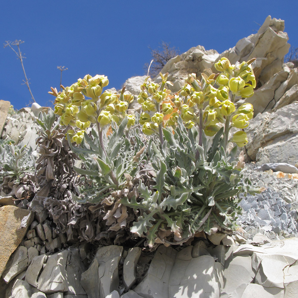 Image of Matthiola odoratissima specimen.