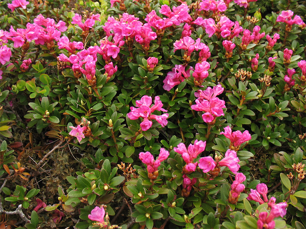 Image of Rhododendron kotschyi specimen.