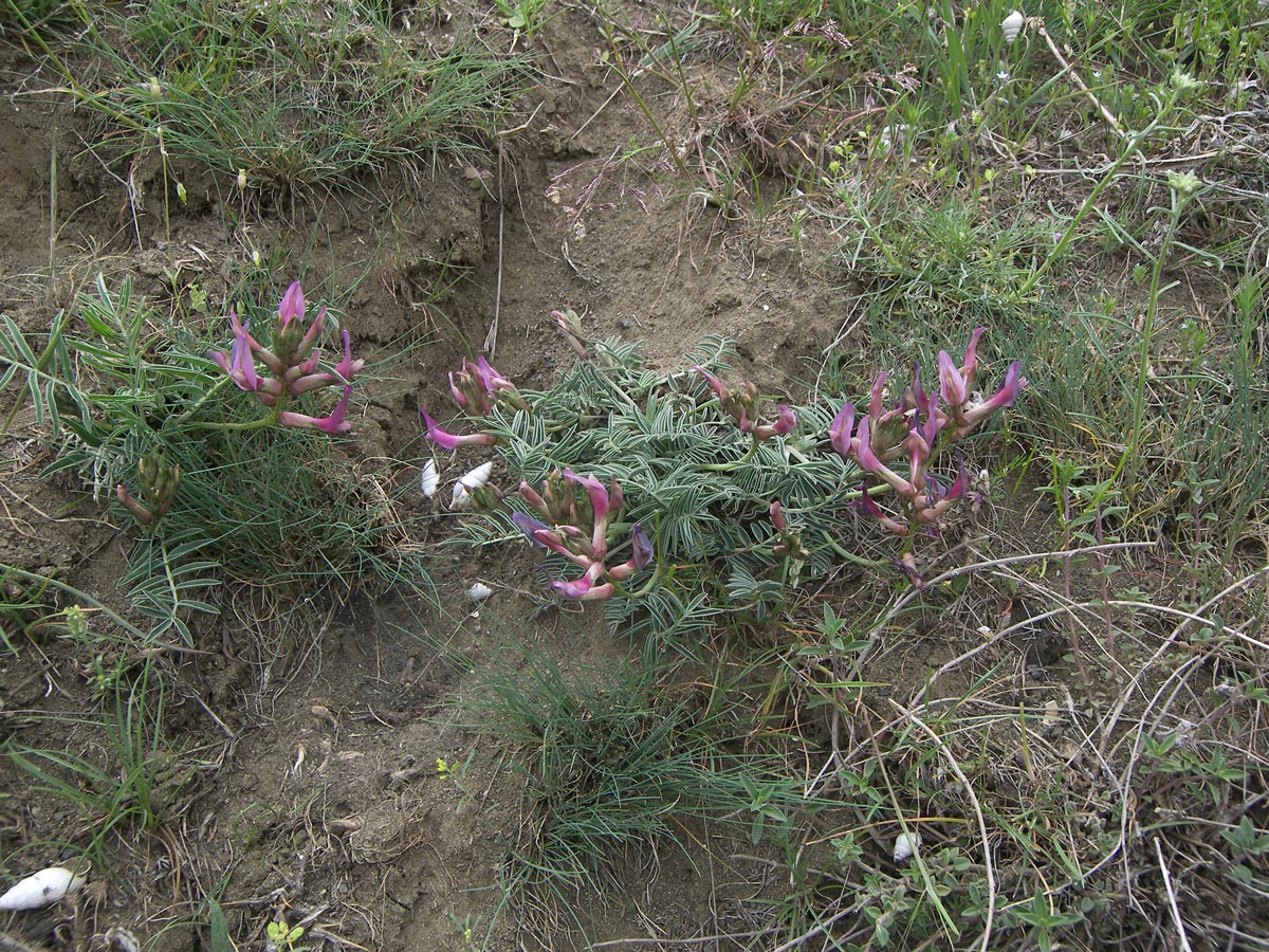 Изображение особи Astragalus rostratus.