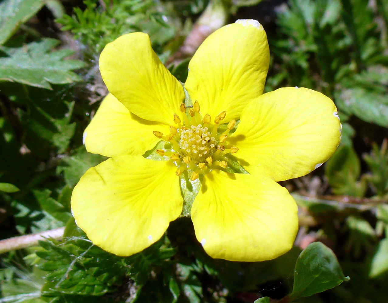 Изображение особи Potentilla anserina.