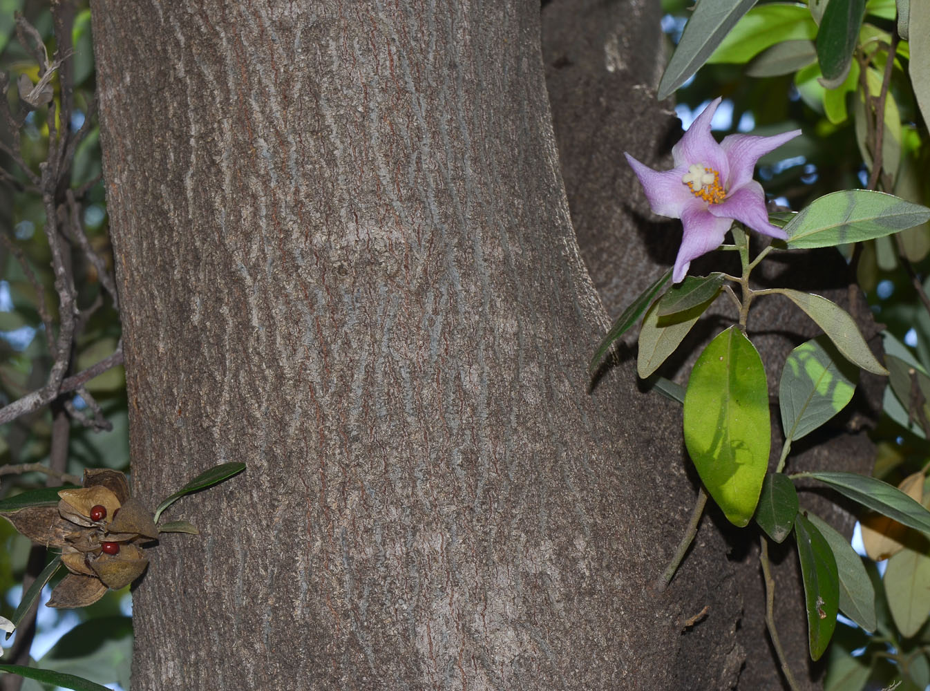 Image of Lagunaria patersonia specimen.