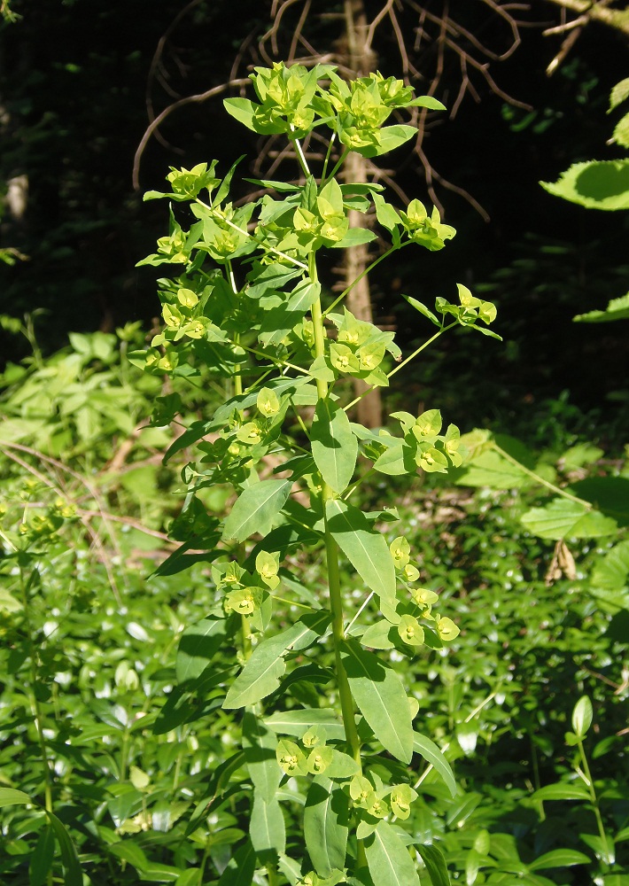 Image of Euphorbia stricta specimen.