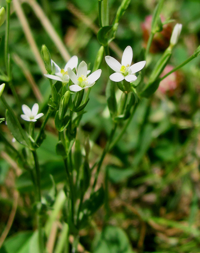 Image of Centaurium meyeri specimen.