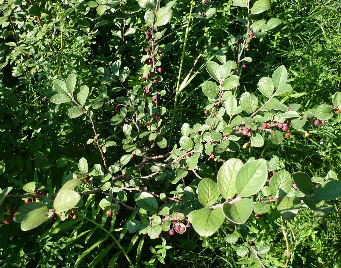 Image of Cotoneaster melanocarpus specimen.