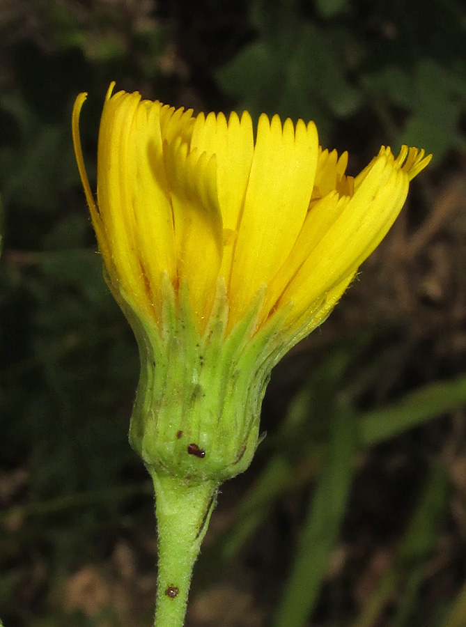 Image of genus Hieracium specimen.