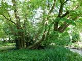 Cercidiphyllum magnificum. Взрослое дерево. Германия, г. Мюнстер, Ботанический сад Вестфальского университета. Июль 2014 г.