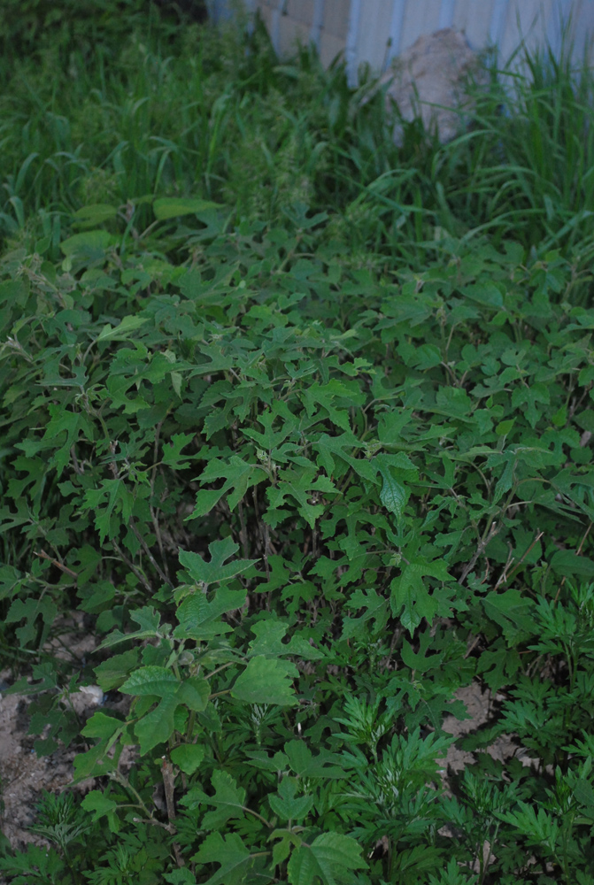 Image of Broussonetia papyrifera specimen.