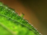 Urtica platyphylla