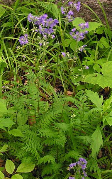 Изображение особи Polemonium laxiflorum.