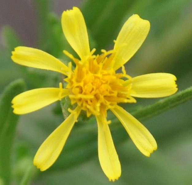 Image of Dittrichia viscosa specimen.