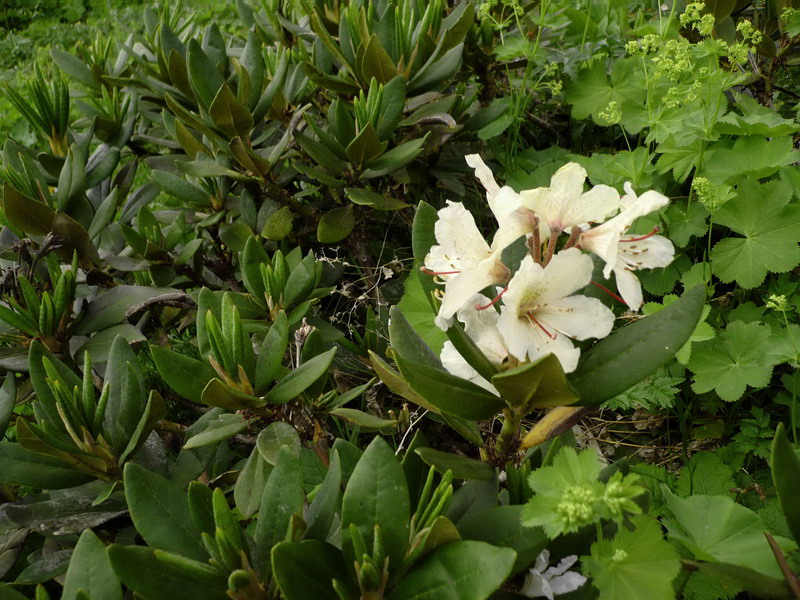 Image of Rhododendron caucasicum specimen.