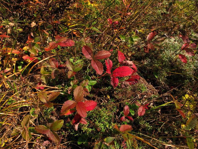 Image of Fragaria orientalis specimen.