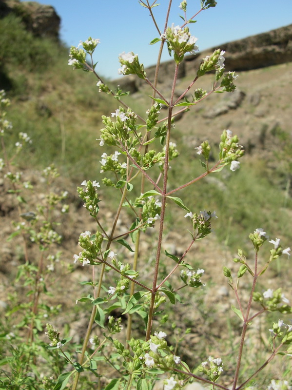 Image of Origanum tyttanthum specimen.