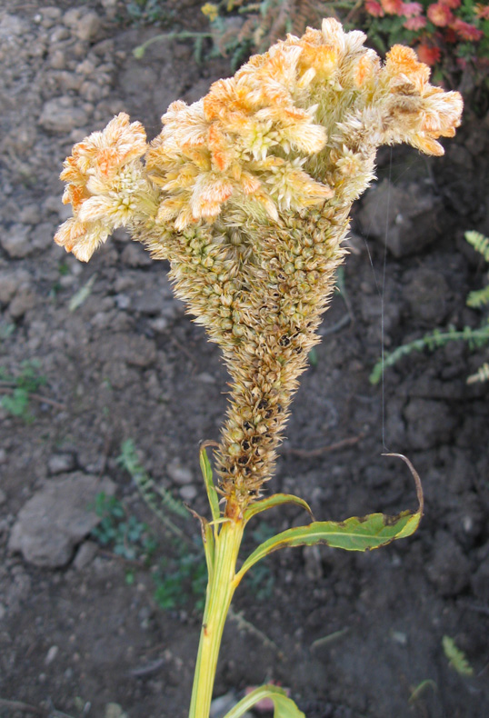 Изображение особи Celosia cristata.