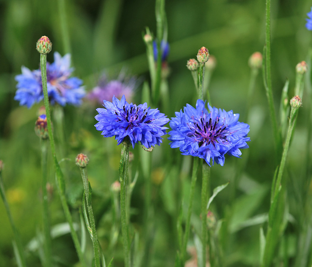 Image of Centaurea cyanus specimen.