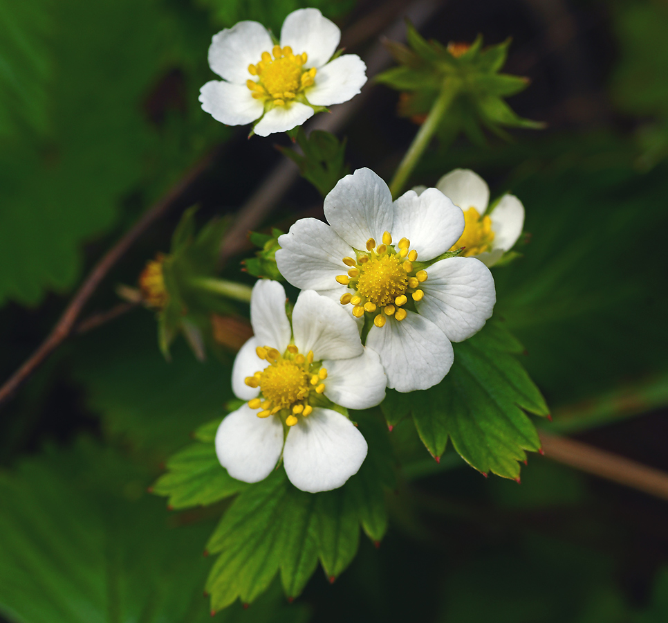 Изображение особи Fragaria vesca.