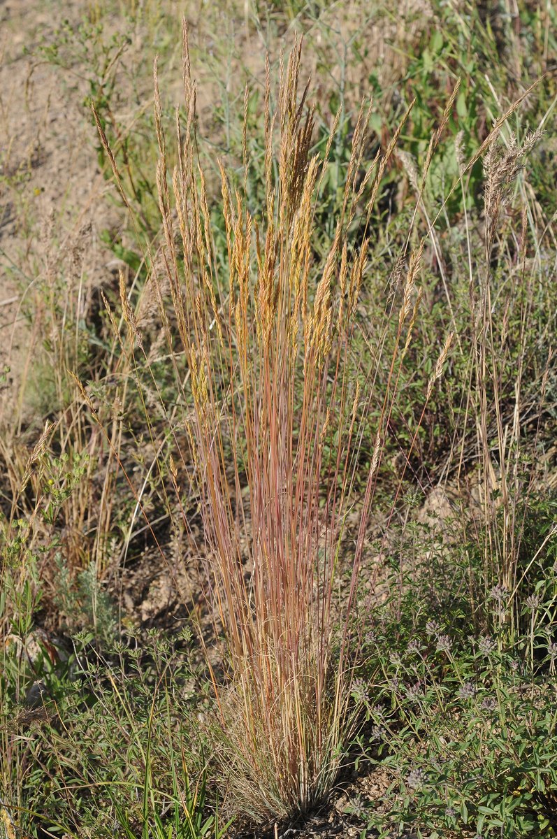 Image of Festuca valesiaca specimen.