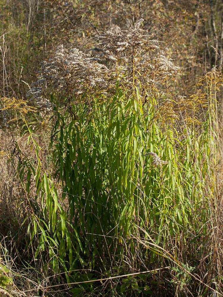 Изображение особи Solidago canadensis.