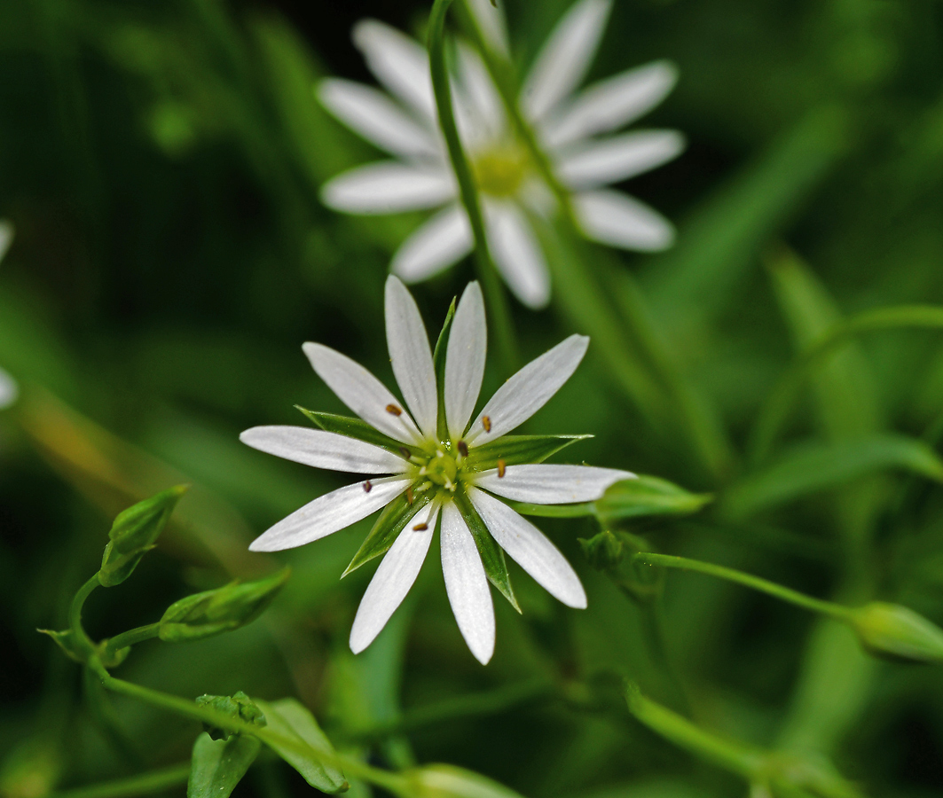 Image of Stellaria graminea specimen.