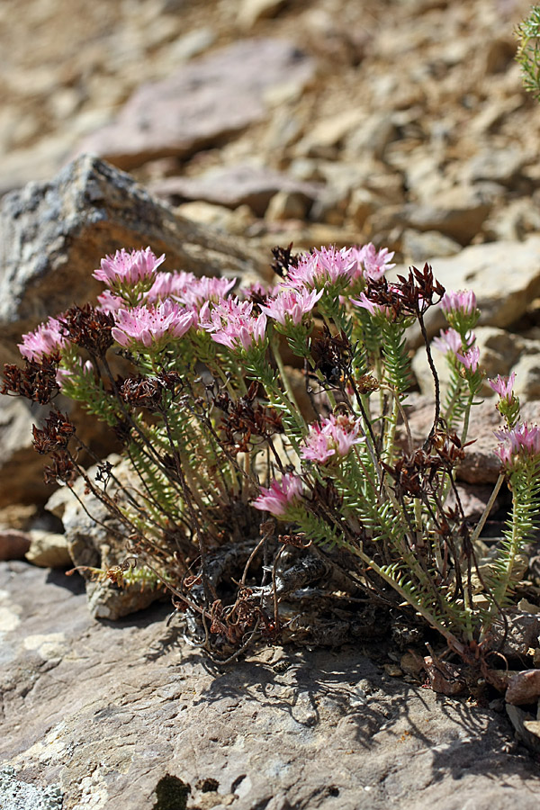 Image of Pseudosedum karatavicum specimen.