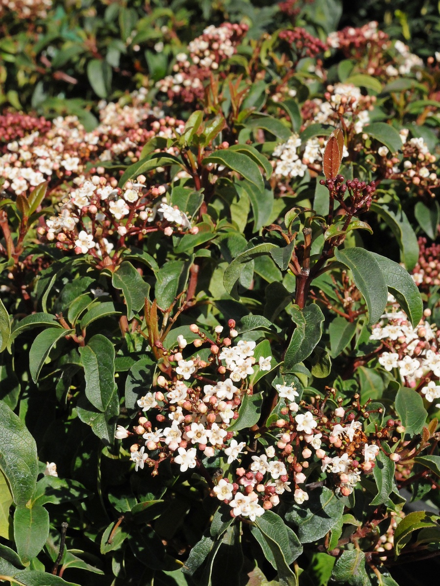 Image of Viburnum tinus specimen.