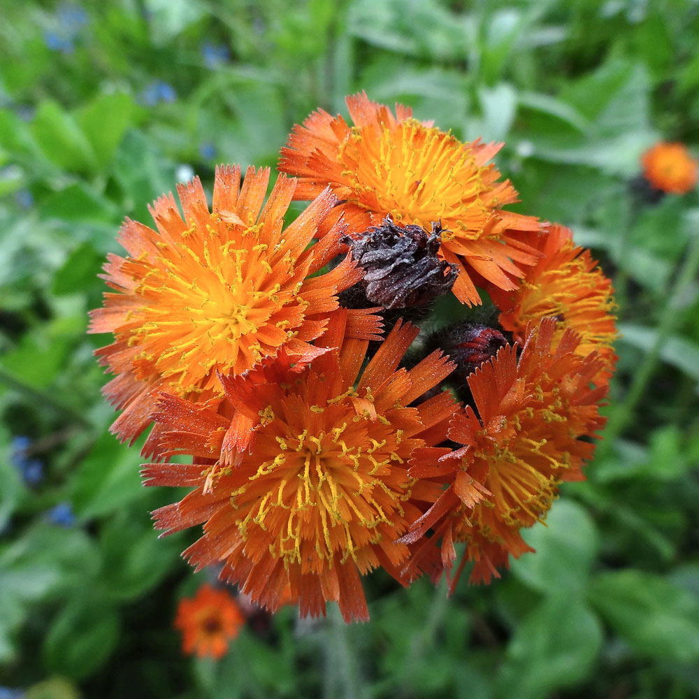 Image of Pilosella aurantiaca specimen.