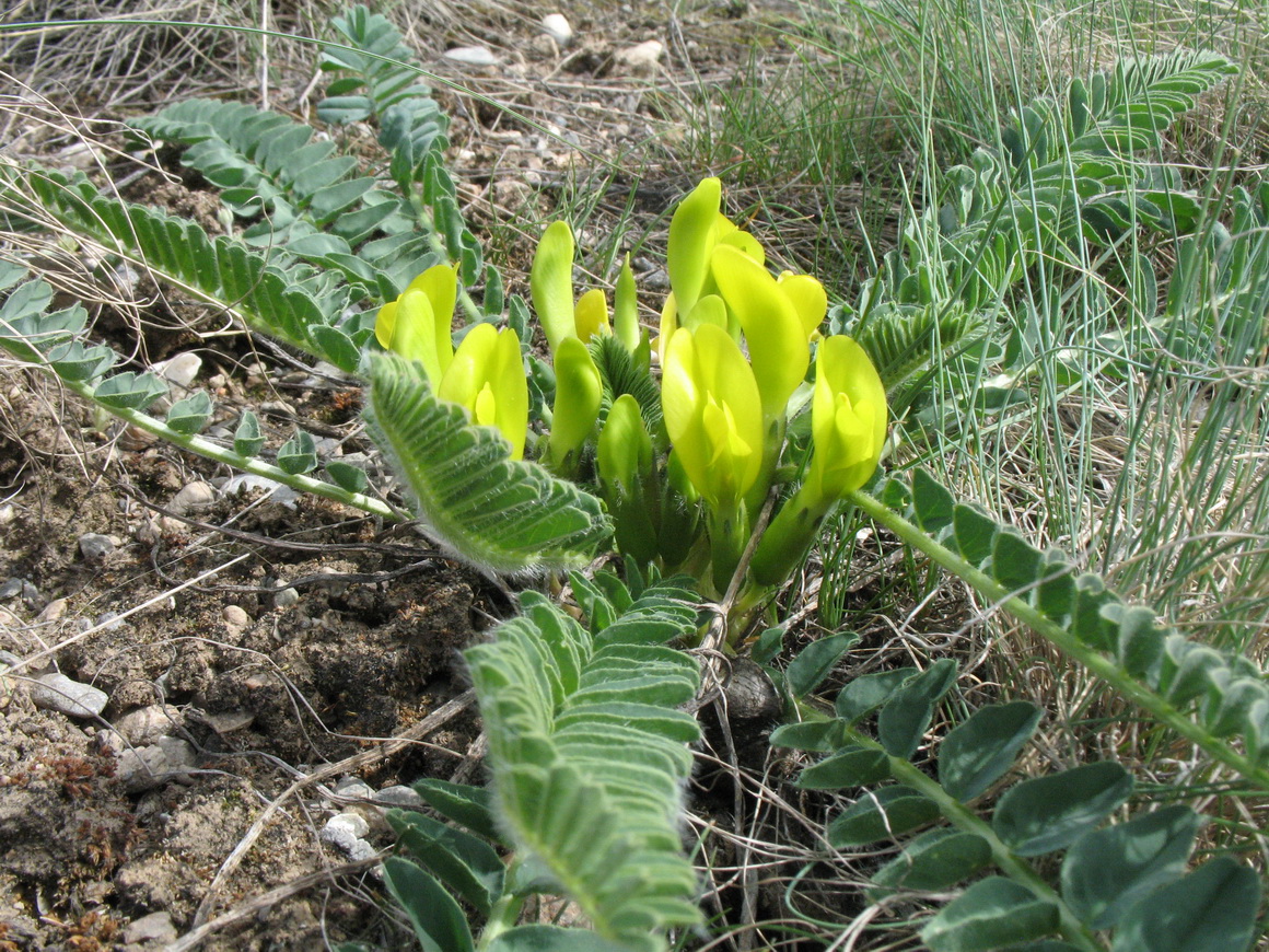 Image of Astragalus macronyx specimen.