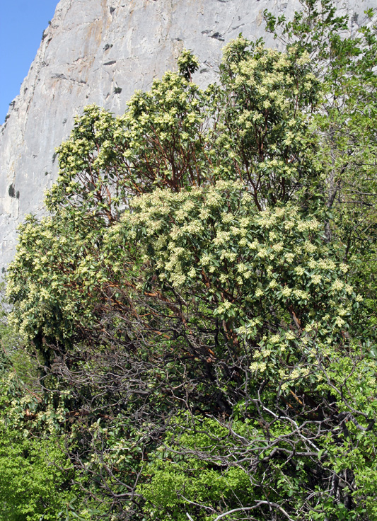 Image of Arbutus andrachne specimen.