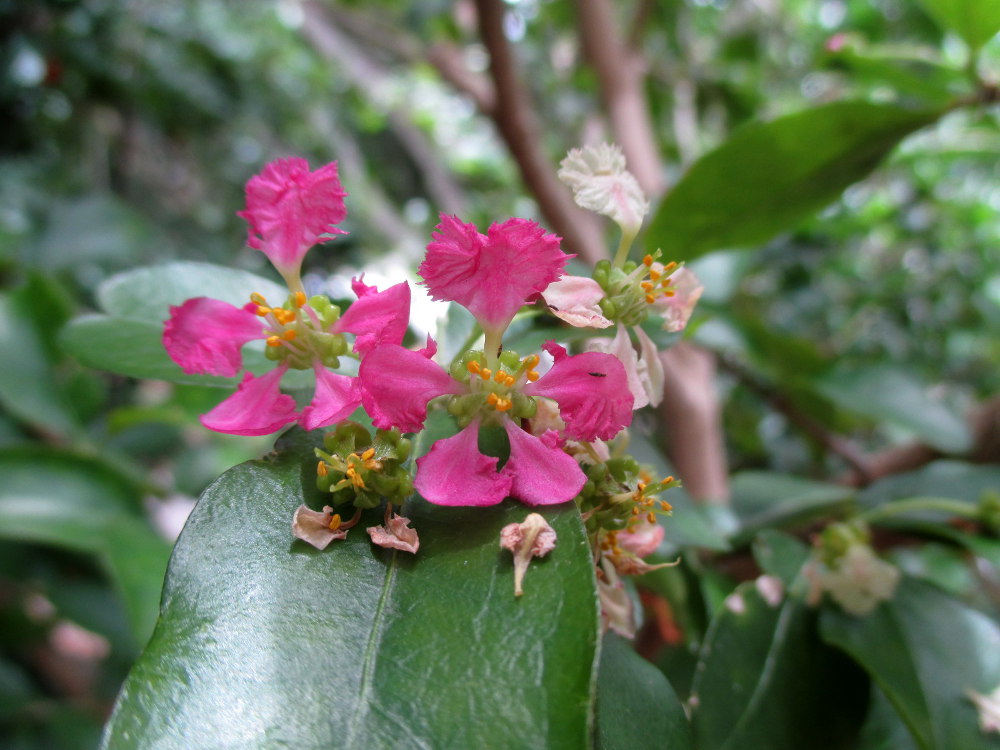 Image of Malpighia glabra specimen.