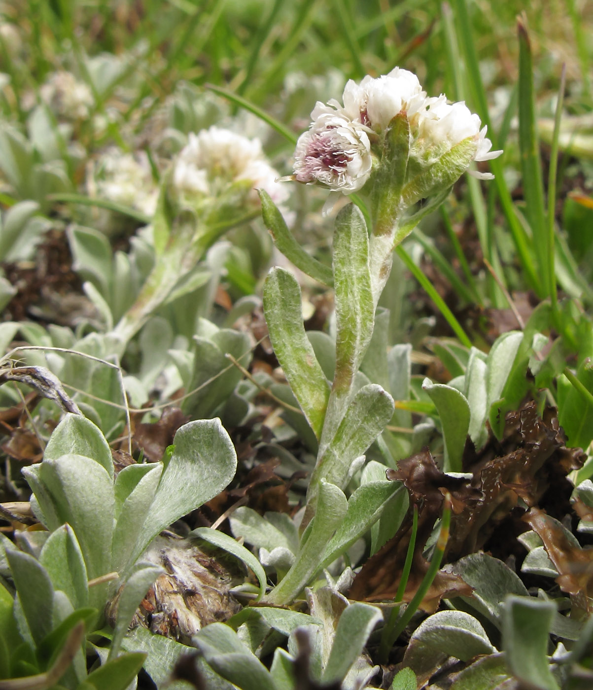 Изображение особи Antennaria caucasica.