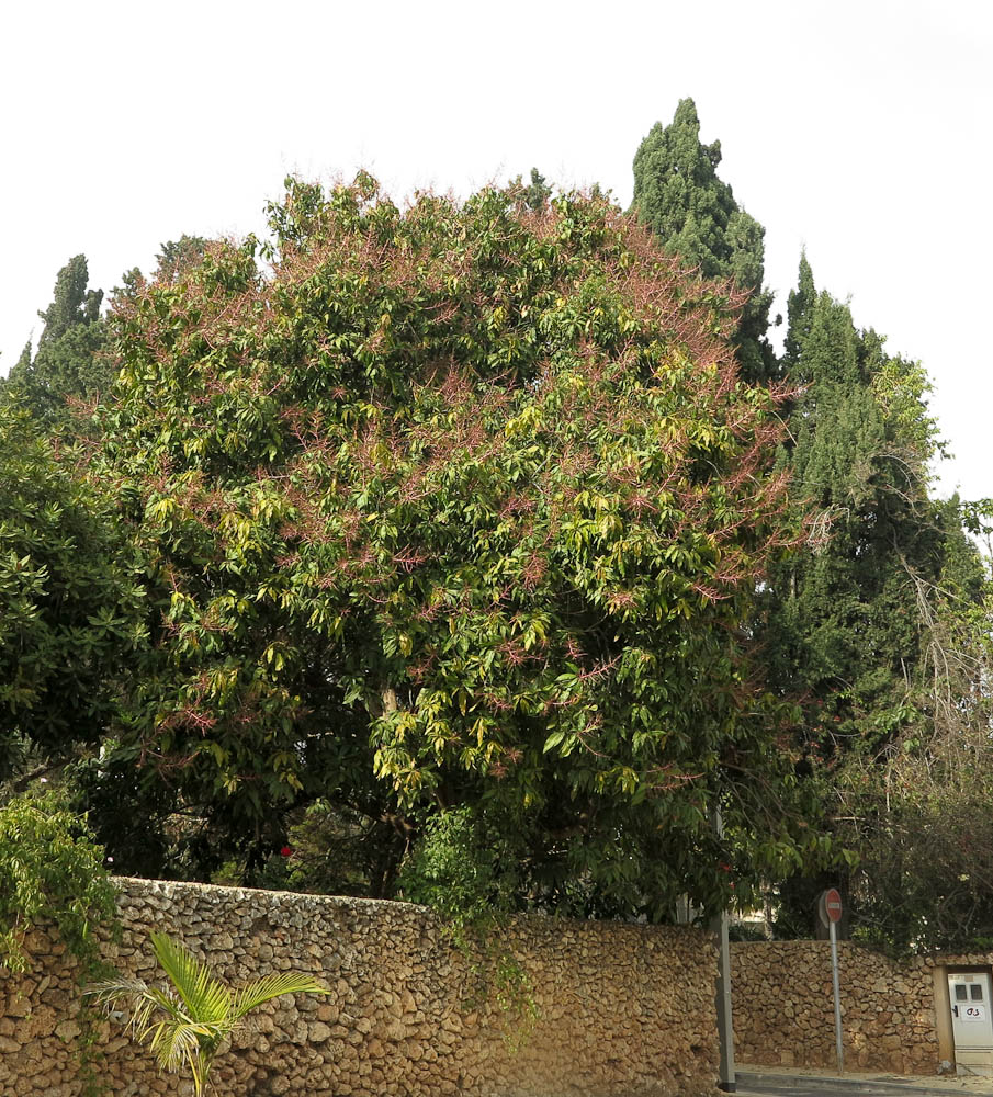 Image of Mangifera indica specimen.