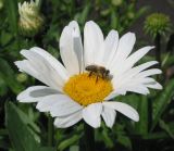 Leucanthemum maximum. Соцветие с фуражирующей пчелой медоносной (Apis mellifera L.). Восточный Казахстан, Уланский р-н, с. Украинка, дачный участок, в культуре. 28.06.2005.