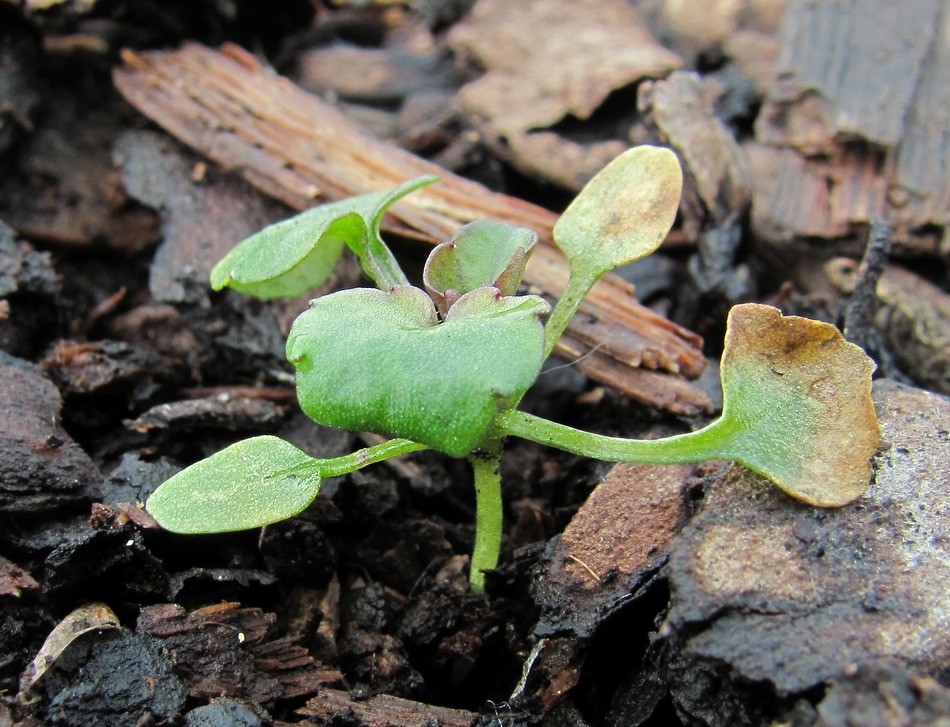 Изображение особи Viola arvensis.