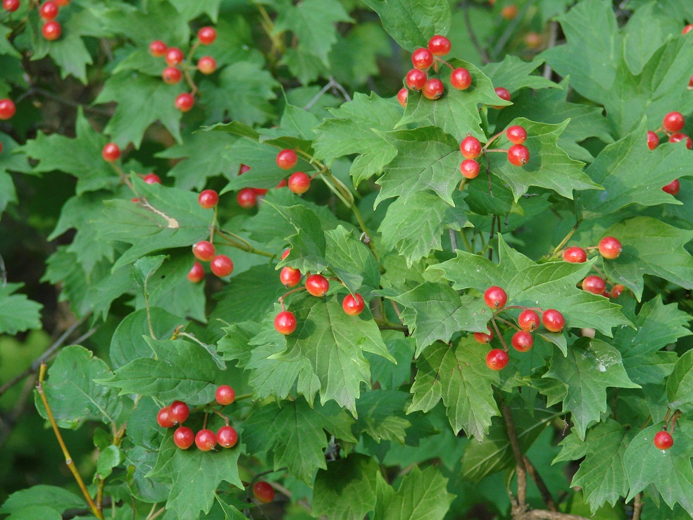 Image of Viburnum opulus specimen.