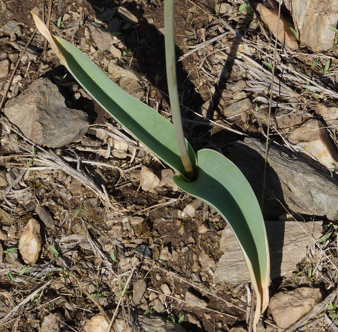 Image of Allium tulipifolium specimen.