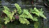 Polystichum setiferum