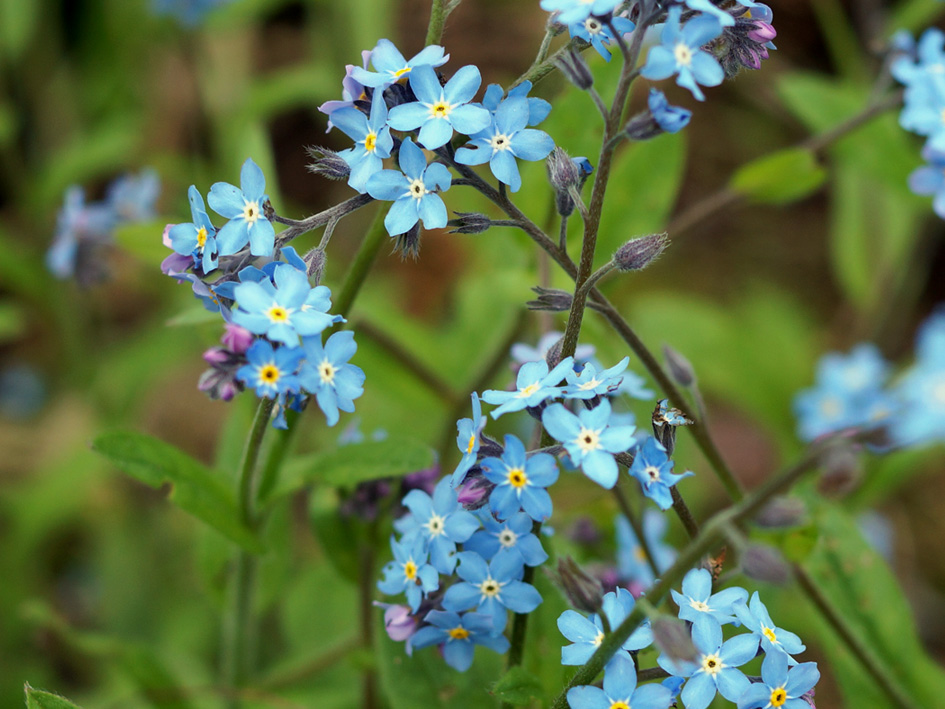 Image of Myosotis sylvatica specimen.