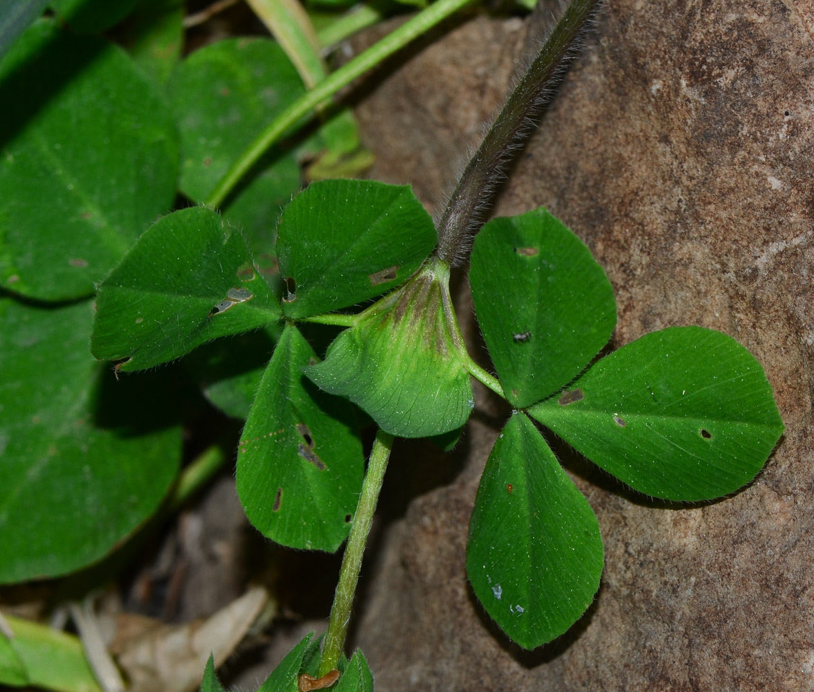 Image of Trifolium clypeatum specimen.