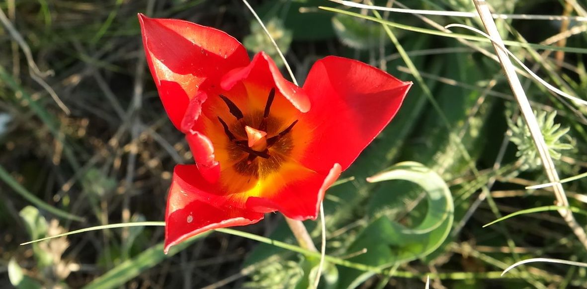 Изображение особи Tulipa suaveolens.