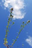 Thymus marschallianus. Цветущие побеги. Республика Адыгея, г. Майкоп, во дворе дома на лужайке. 08.05.2016.