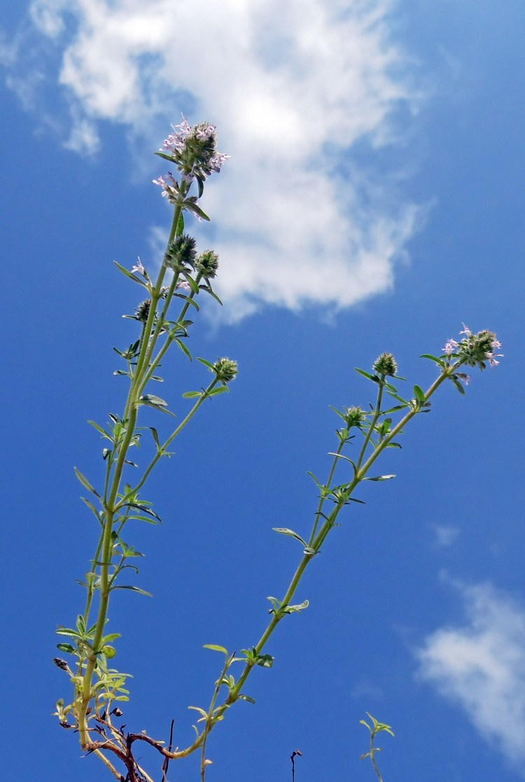 Image of Thymus marschallianus specimen.