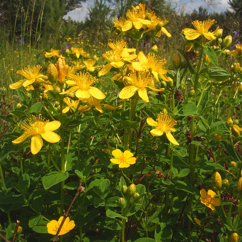 Image of Hypericum maculatum specimen.