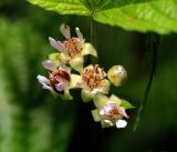 Rubus saxatilis. Соцветие. Московская обл., Раменский р-н, окр. ж.-д. платформы Хрипань, смешанный лес у ЛЭП. 28.05.2016.