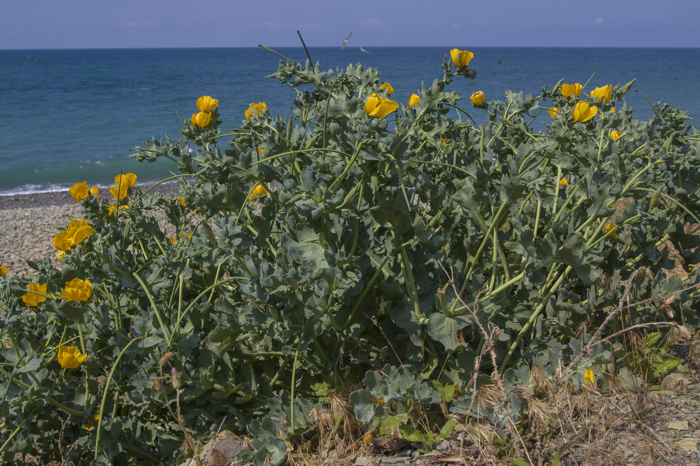 Изображение особи Glaucium flavum.