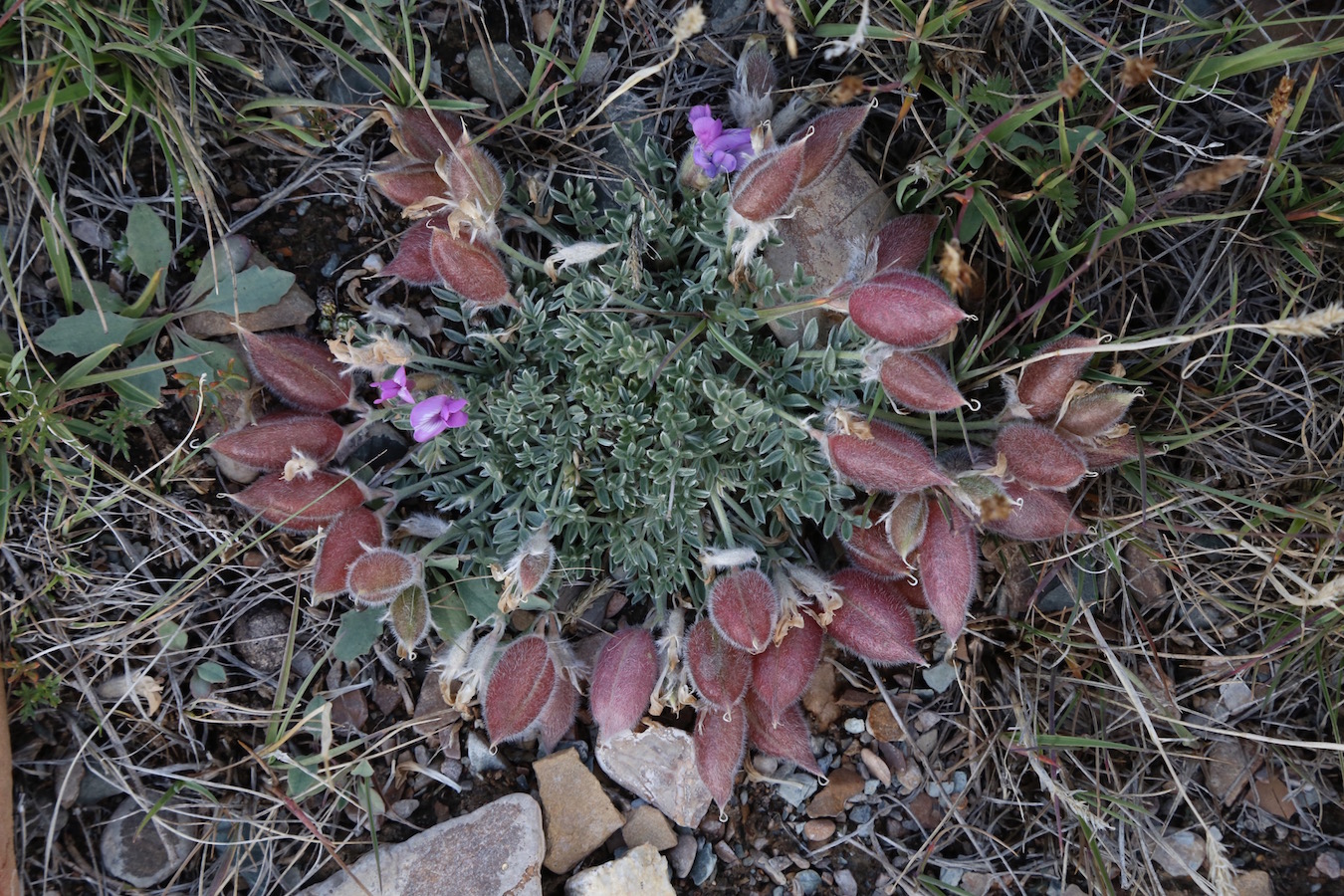 Изображение особи Oxytropis poncinsii.