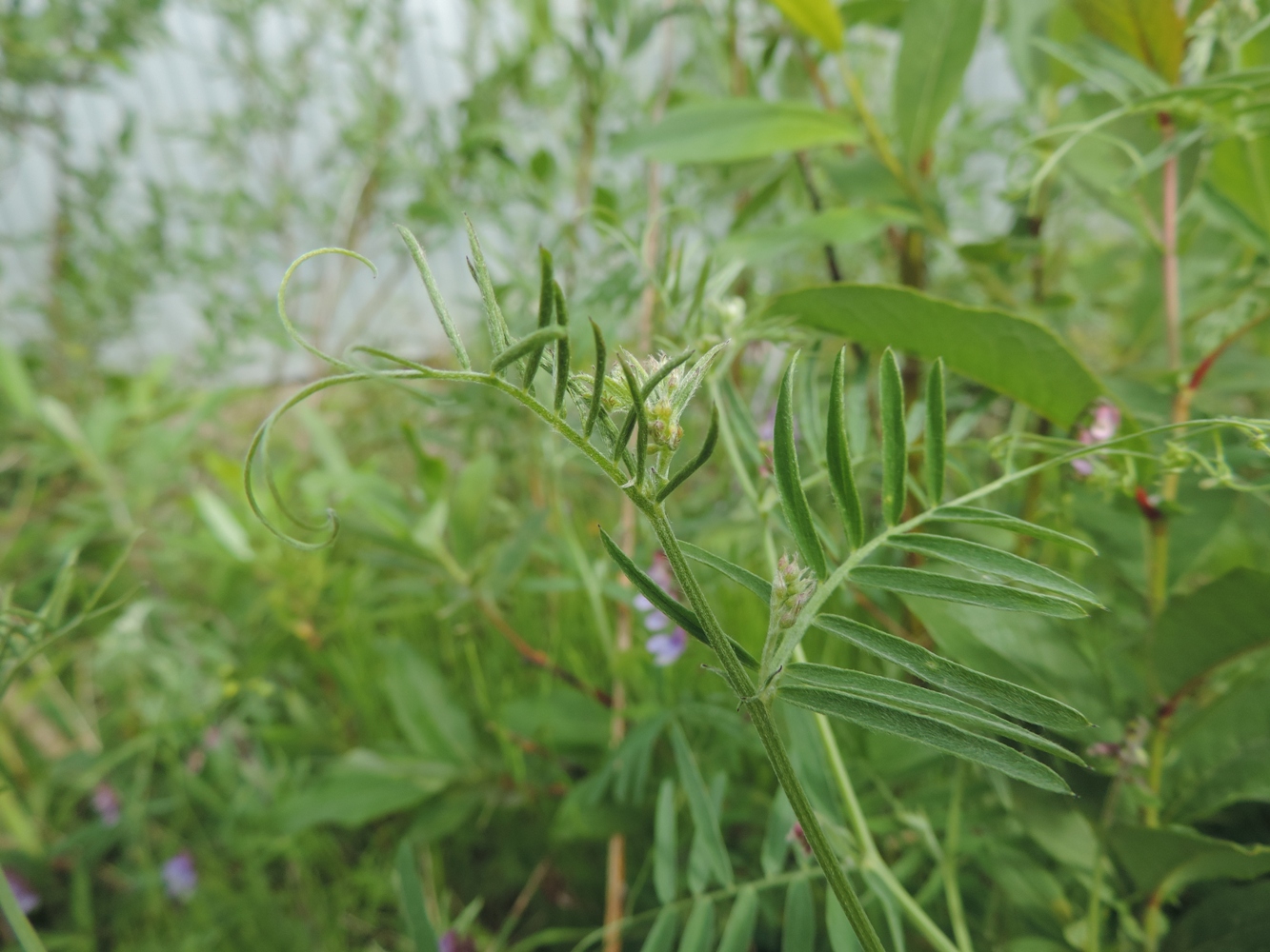 Image of Vicia cracca specimen.