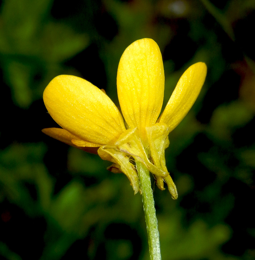 Изображение особи Ranunculus trachycarpus.