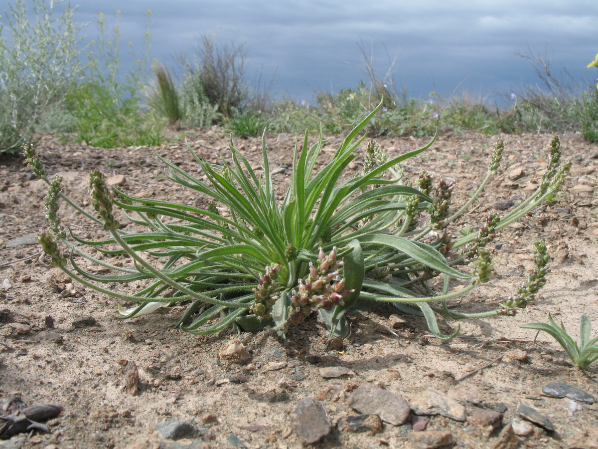 Image of Plantago minuta specimen.