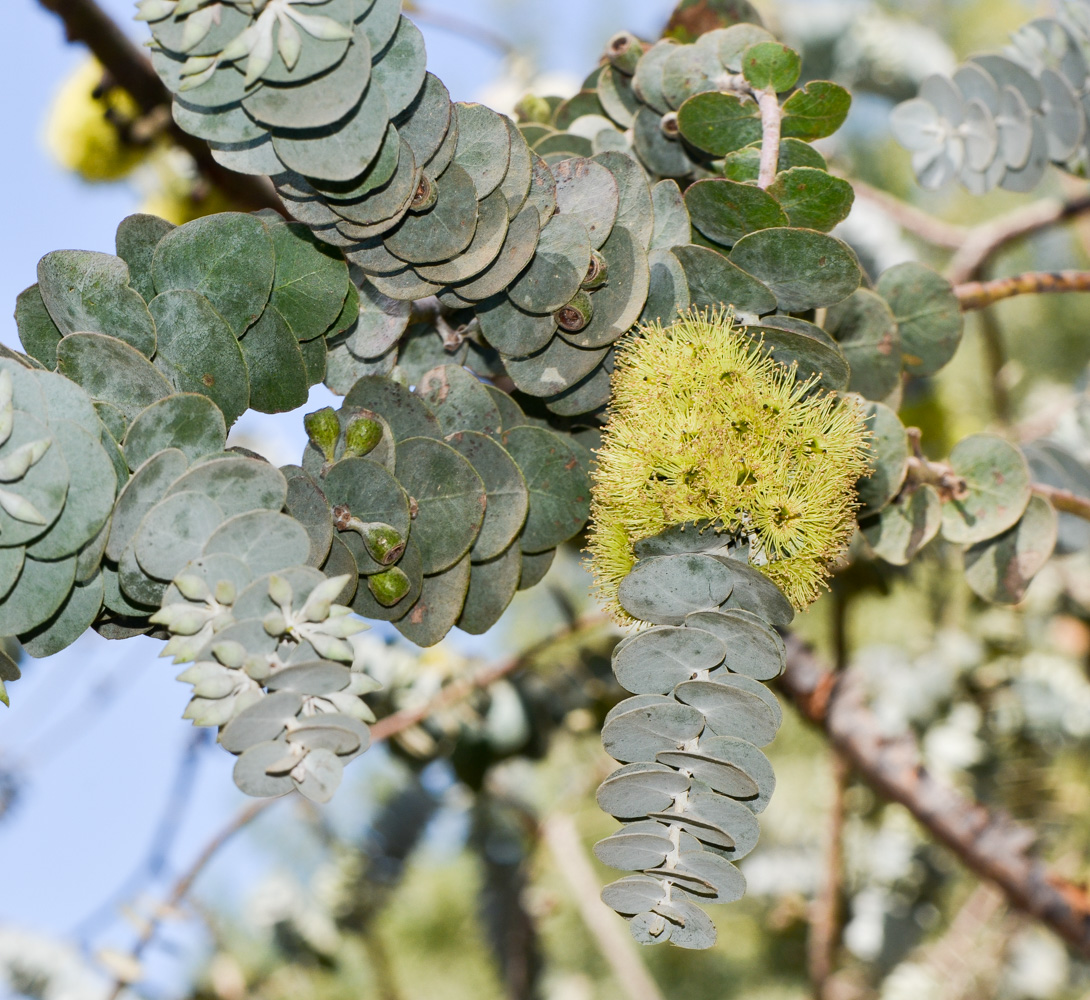 Image of Eucalyptus kruseana specimen.