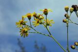 Senecio grandidentatus. Верхушка цветущего побега. Республика Адыгея, г. Майкоп, южная окраина города, поляна у грунтовой дороги между лесом на хребте Нагоеж-Уашх и левым берегом р. Белая. 28.08.2016.